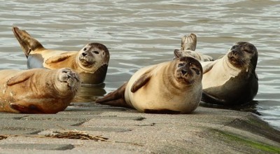 Zeehonden En Andere Zeedieren 14Mrt2025