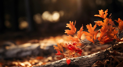 HERFST foto - Wandeling