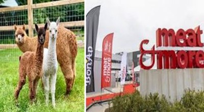 Meat En Alpaca