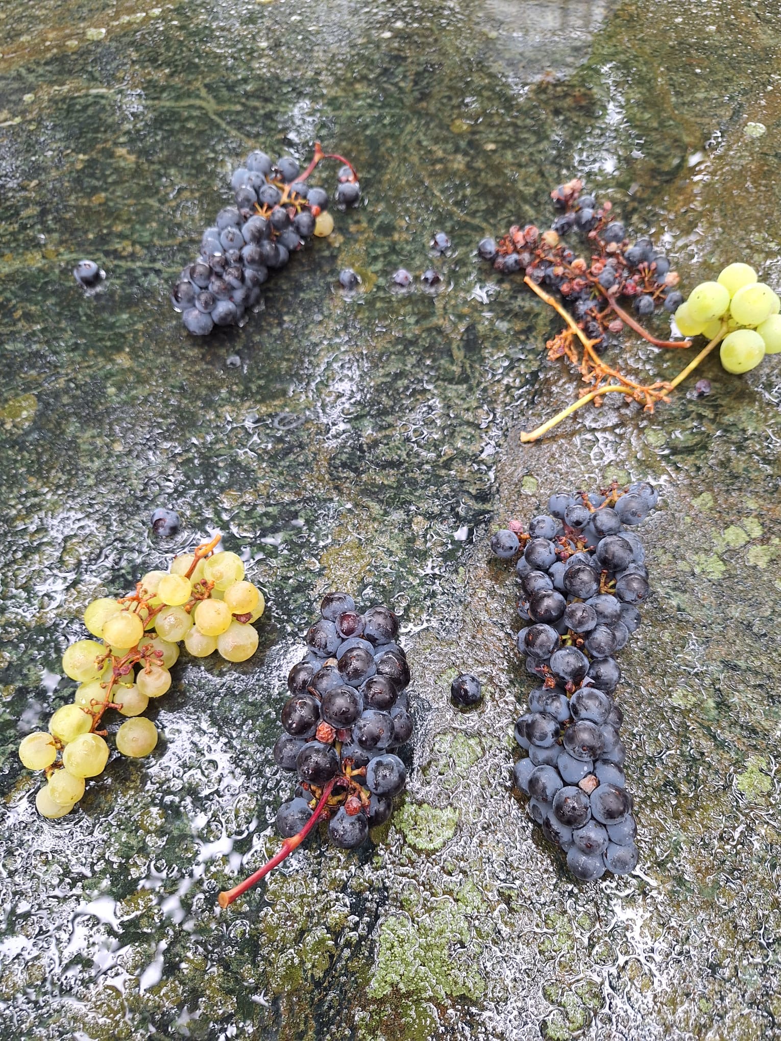 7847790F A300 46C2 B347 D843c727b771