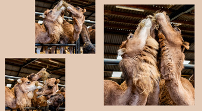 kamelenboerderij en 's-Hertogenbosch