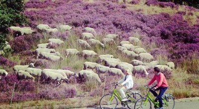 Wijers Fietstocht Aug 2026