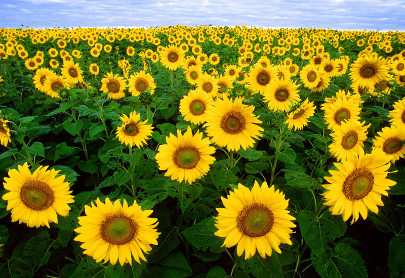 Het zomert met zonnebloemen