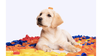 Geleide Honden0