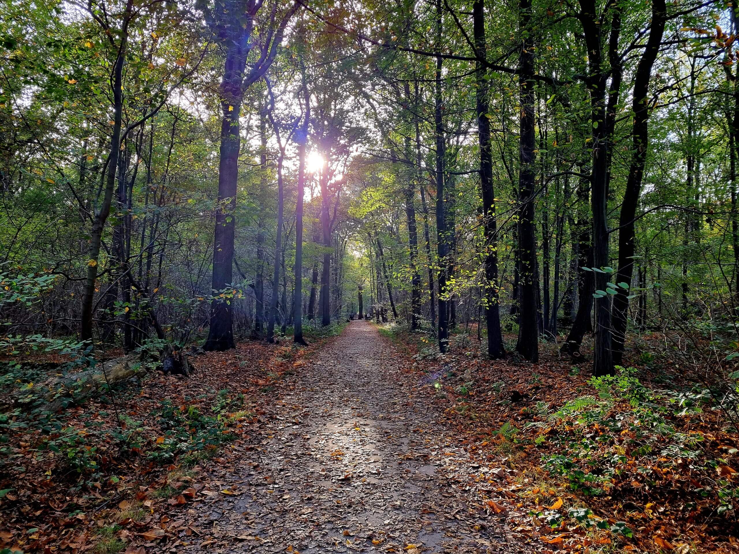 Nieuwenhoven