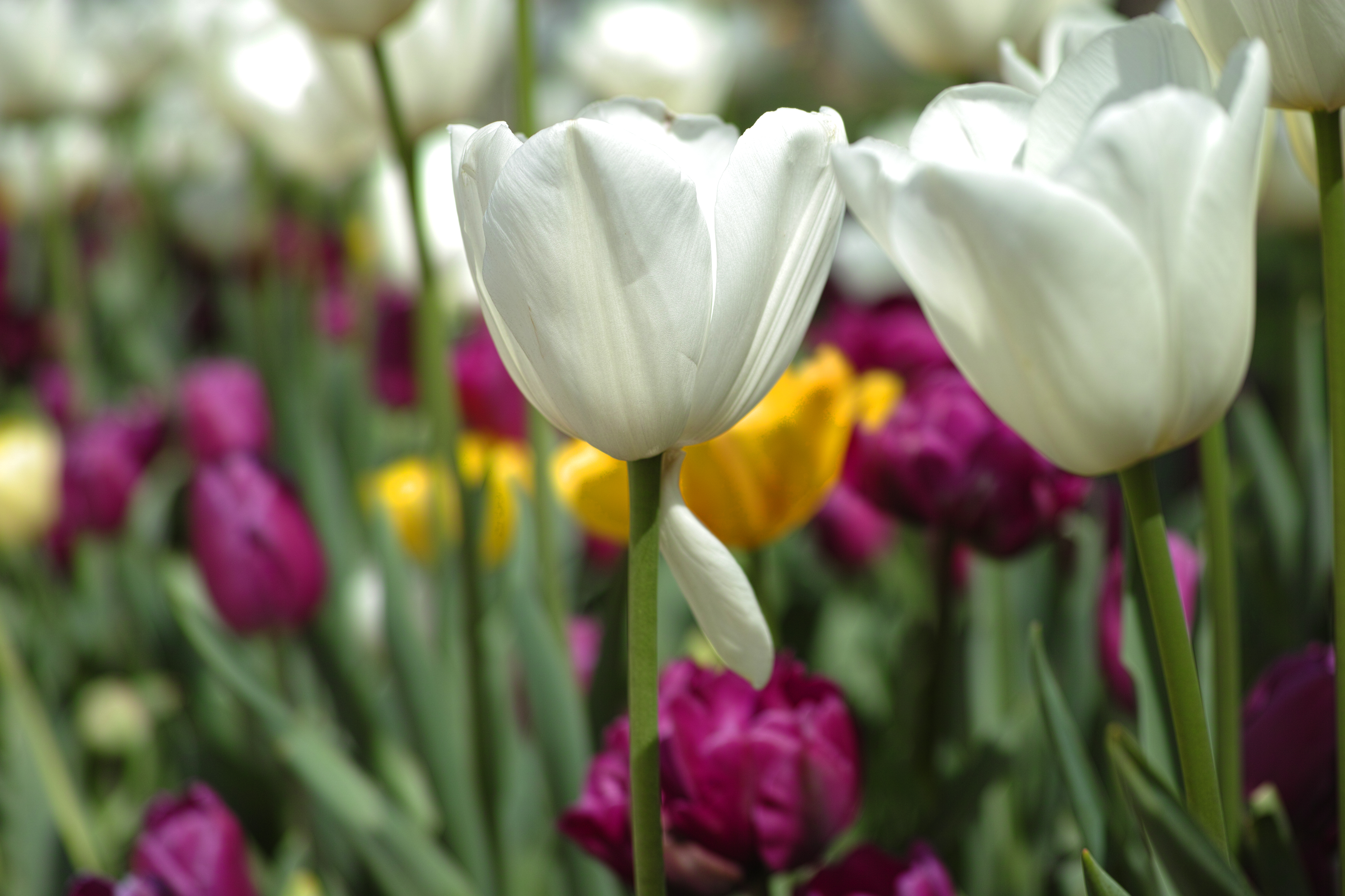 White Tulips With Defocused Background