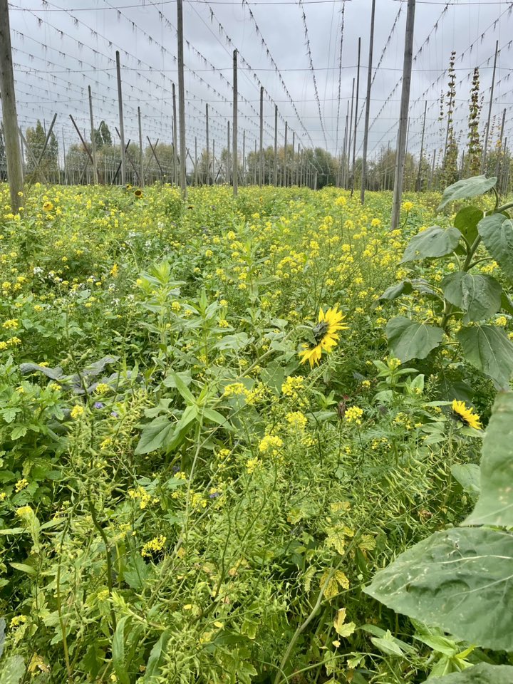 Hoppekruyt Poperinge