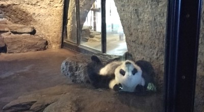 Daguitstap: Pairi Daiza