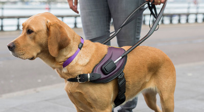 26-02-2026 Blindegeleidehond