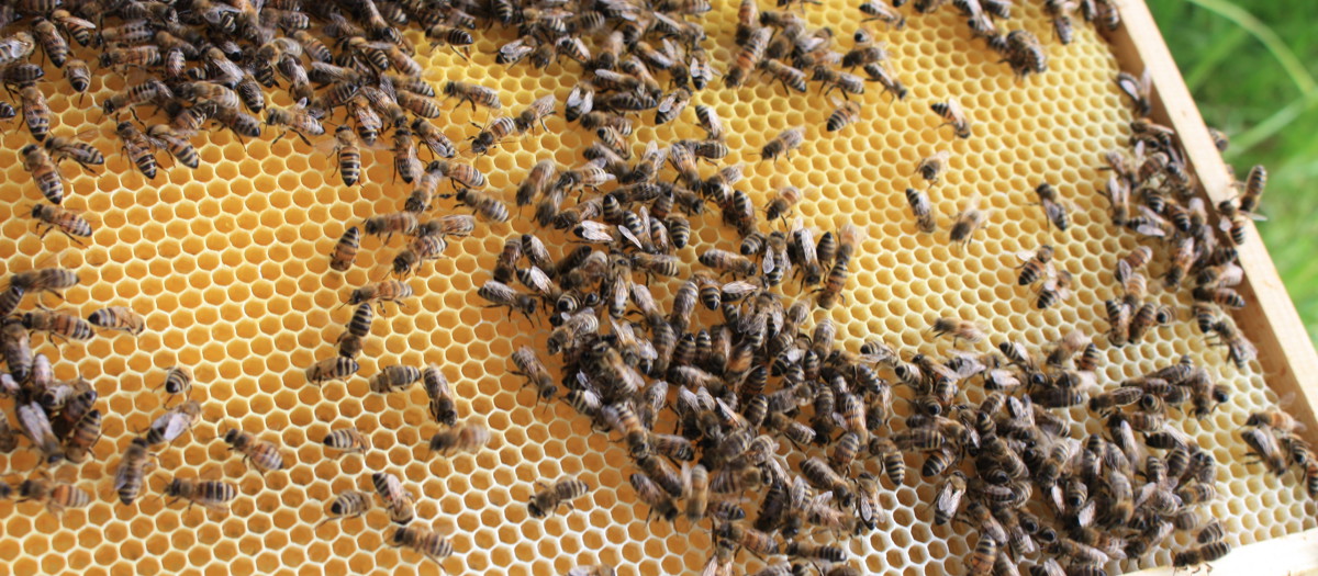 Marja Bastiaansen bijen