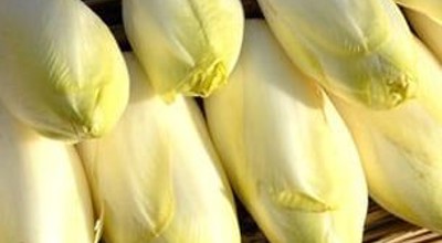 Witloof Chiconnettes