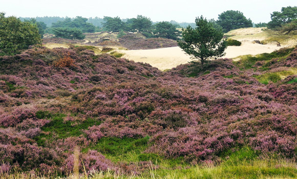 Heide2