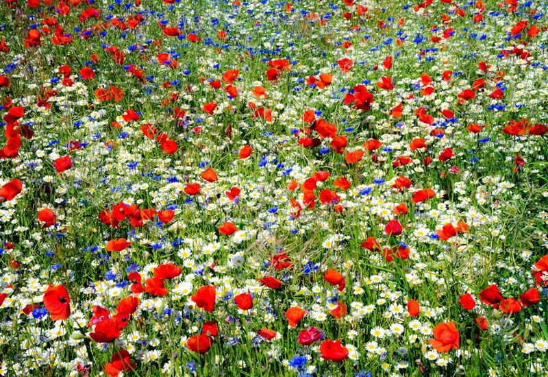 Zomerbloemen 2