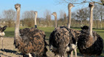 Daguitstap Breydel En Struisvogelboerderij
