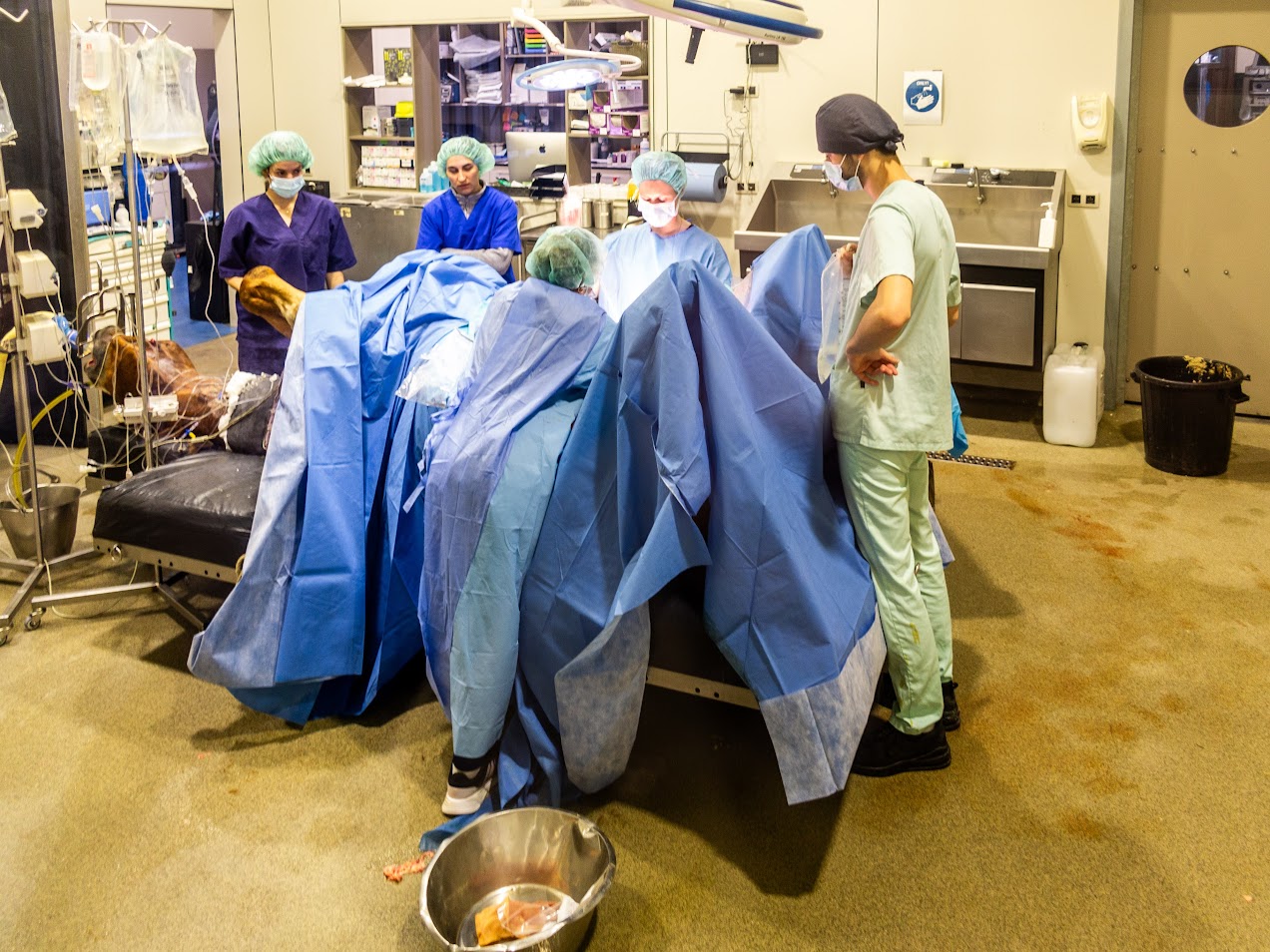 Neospaardenkliniek 9813