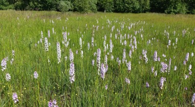 Orchideeën