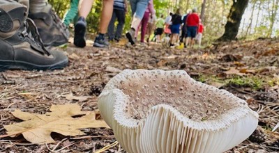 Wandeling Koersel