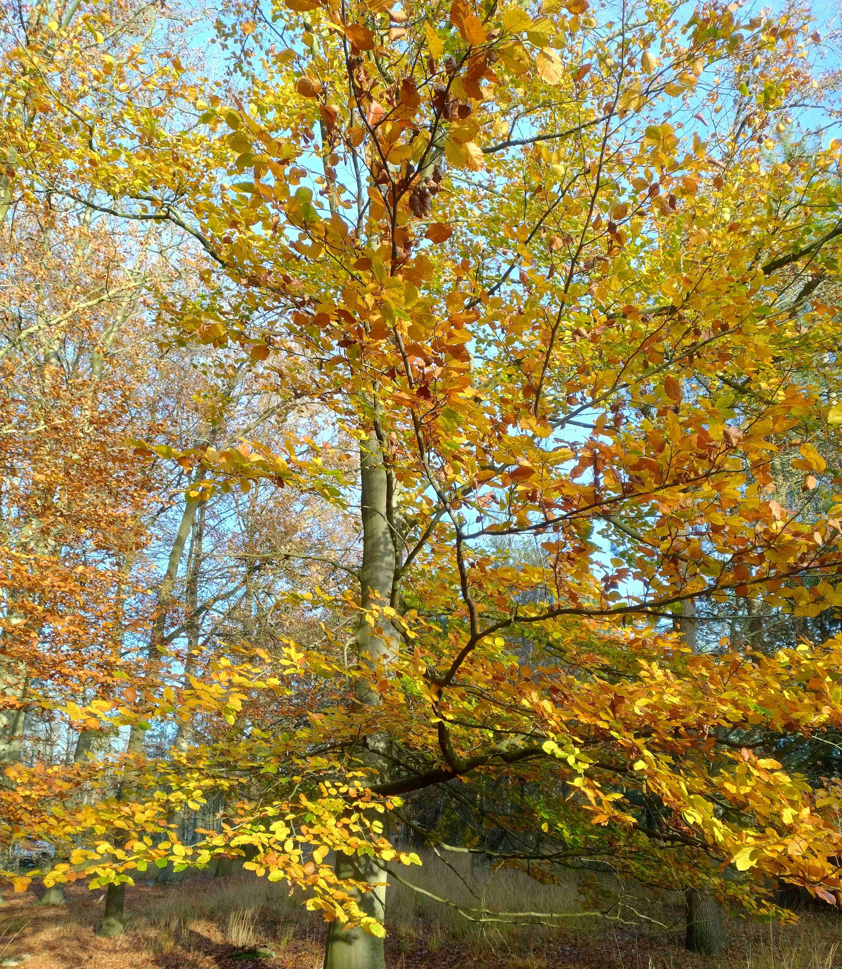 IMG 20241117 154035907 HDR (1) Klein