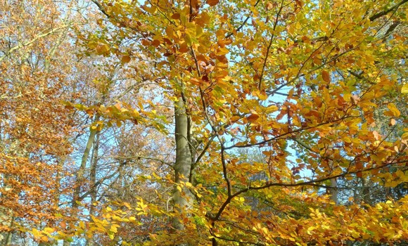 IMG 20241117 154035907 HDR (1) Klein