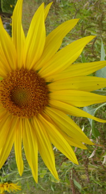 Zonnebloem