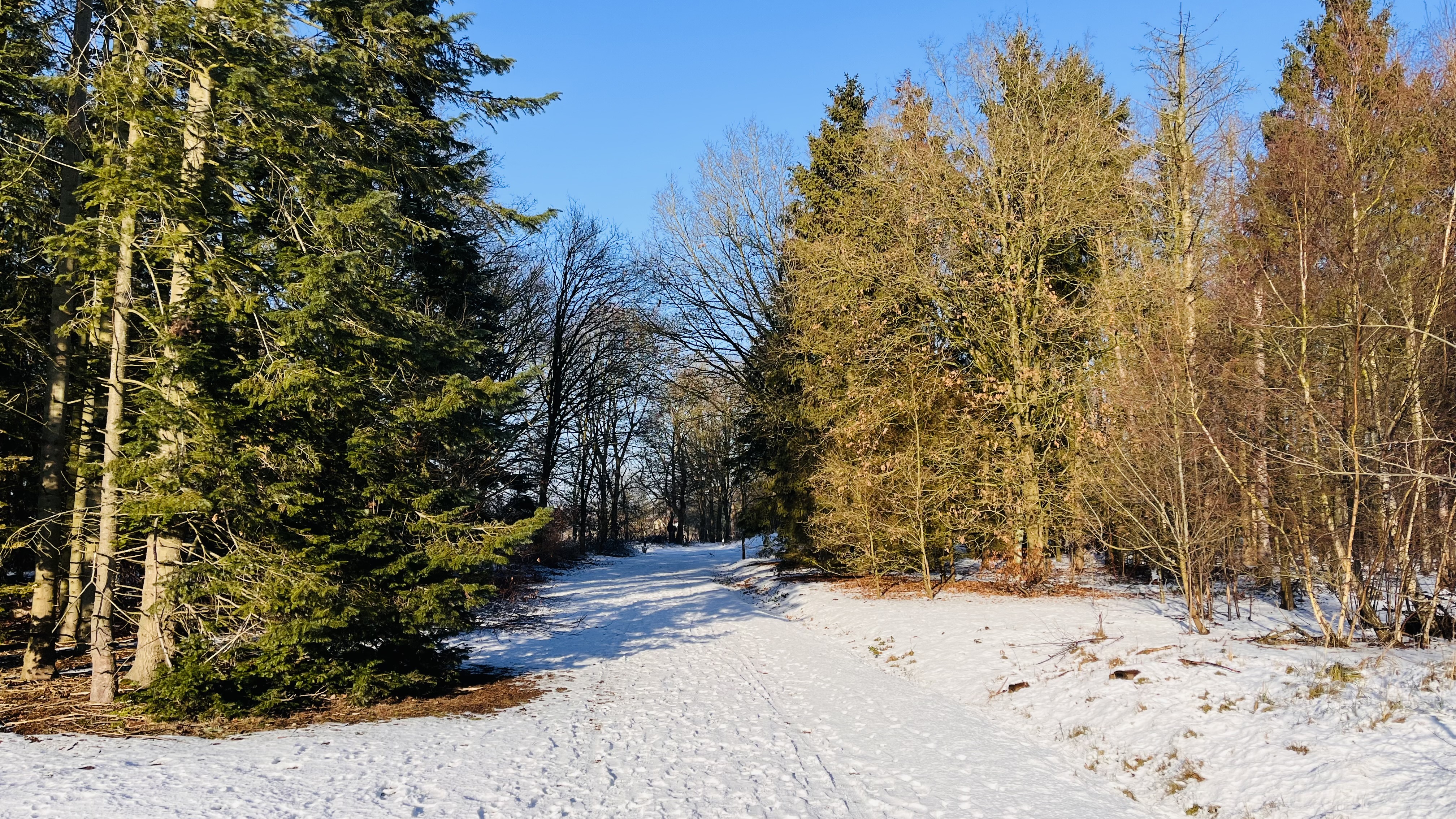 20260115 Sneeuw IMG 3434