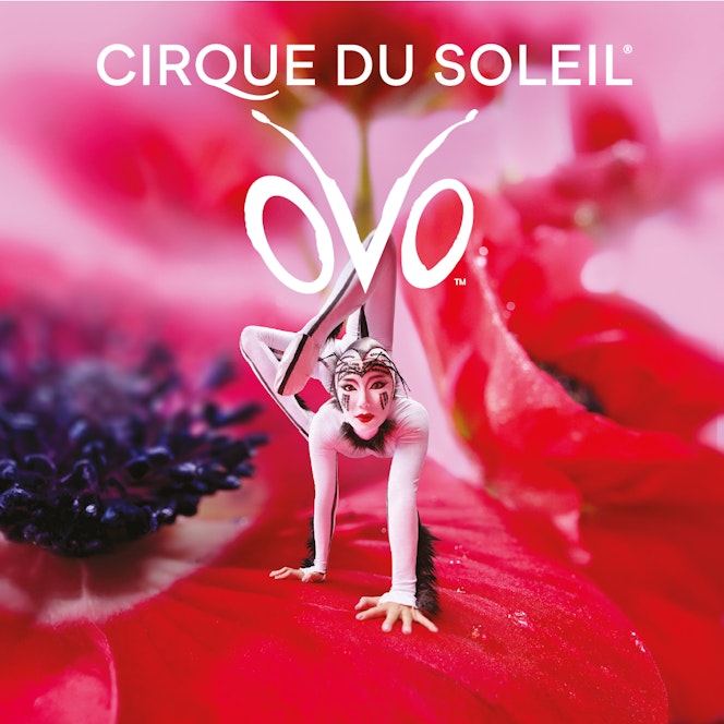 Ovo Cirque Du Soleil Jpeg1