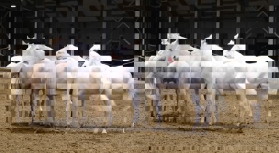 486662834 1078258027675123 1905356197800871225 N