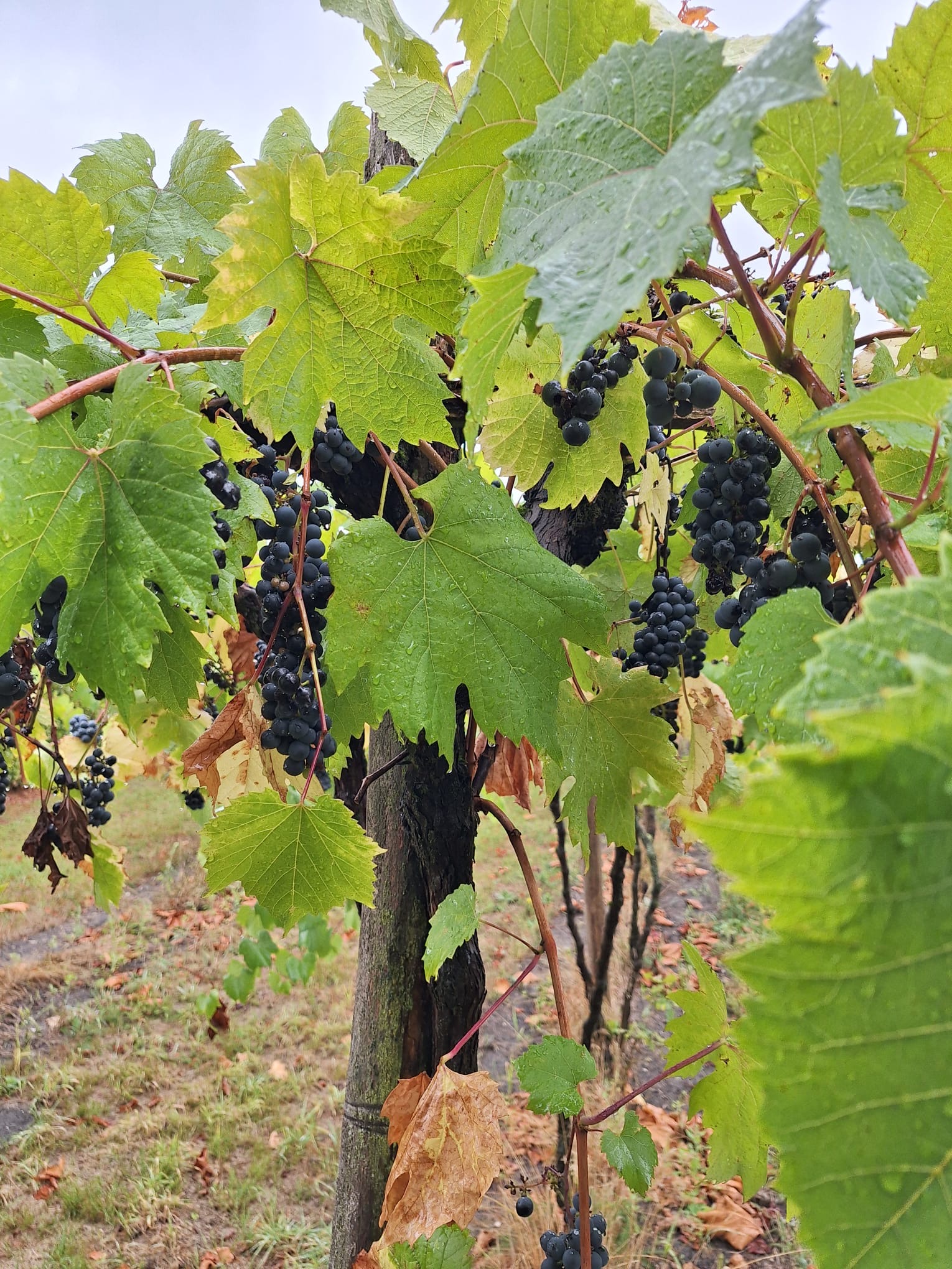 265460C4 434B 4Dc0 8080 Afcabe40bea4