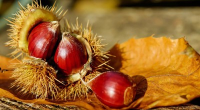 Herfstwandeling-foto